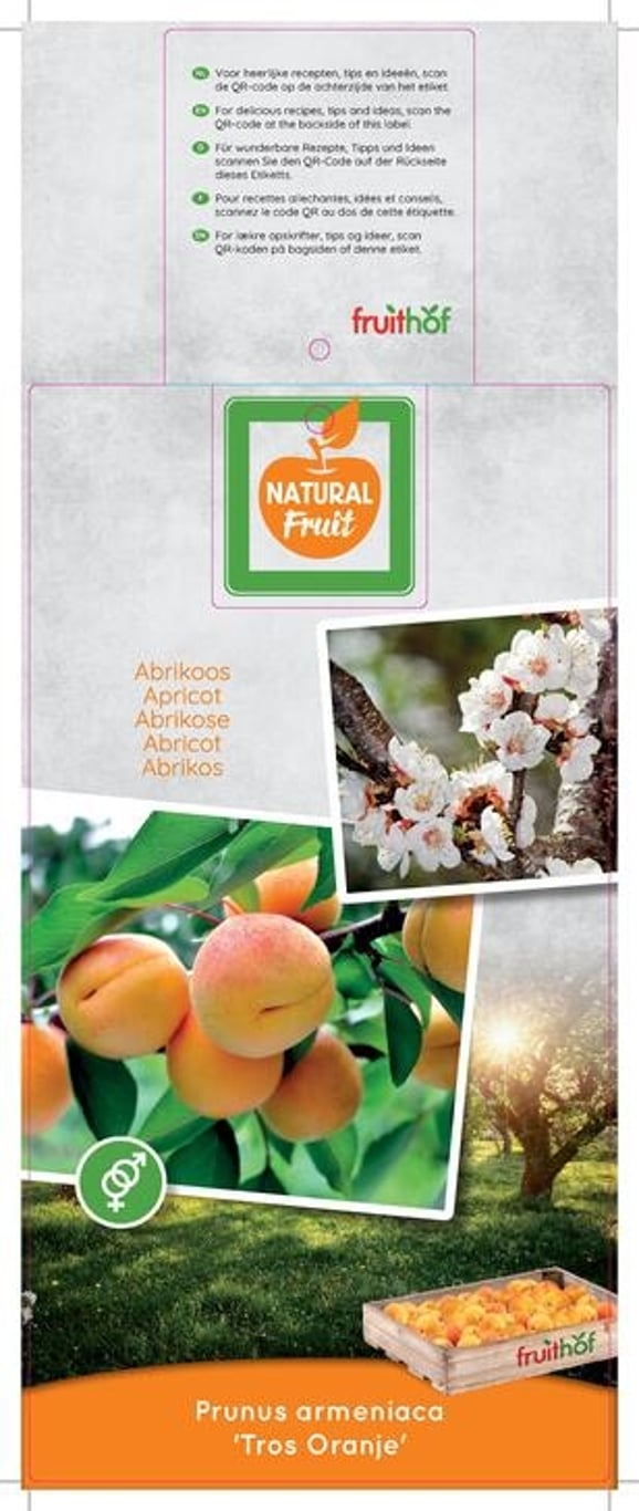 Prunus armeniaca - C7.5 Halfstem